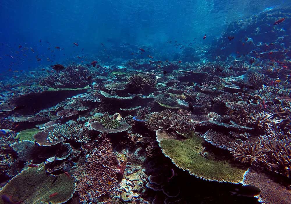 Coral Garden Komodo Dive