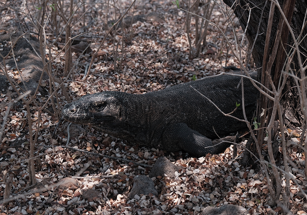 The Best Komodo Island Trip from Bali